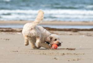 best beach toys for dogs