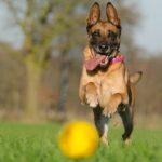 best fetch toys for dogs