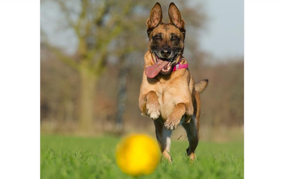 best fetch toys for dogs