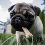 best natural chew toys for dogs