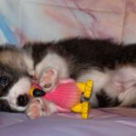 best teething toys for dogs