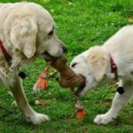 Best Toys for Dogs that Tear Things Apart 8