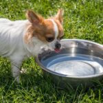 best water bowls for dogs