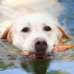 best water toys for dogs
