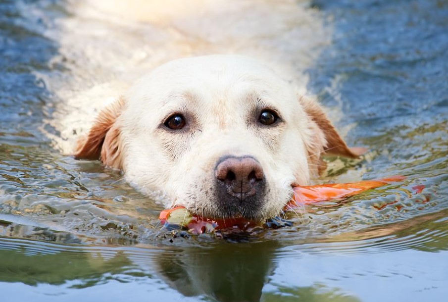 best water toys for dogs