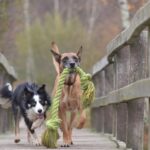 best rope toys for dogs